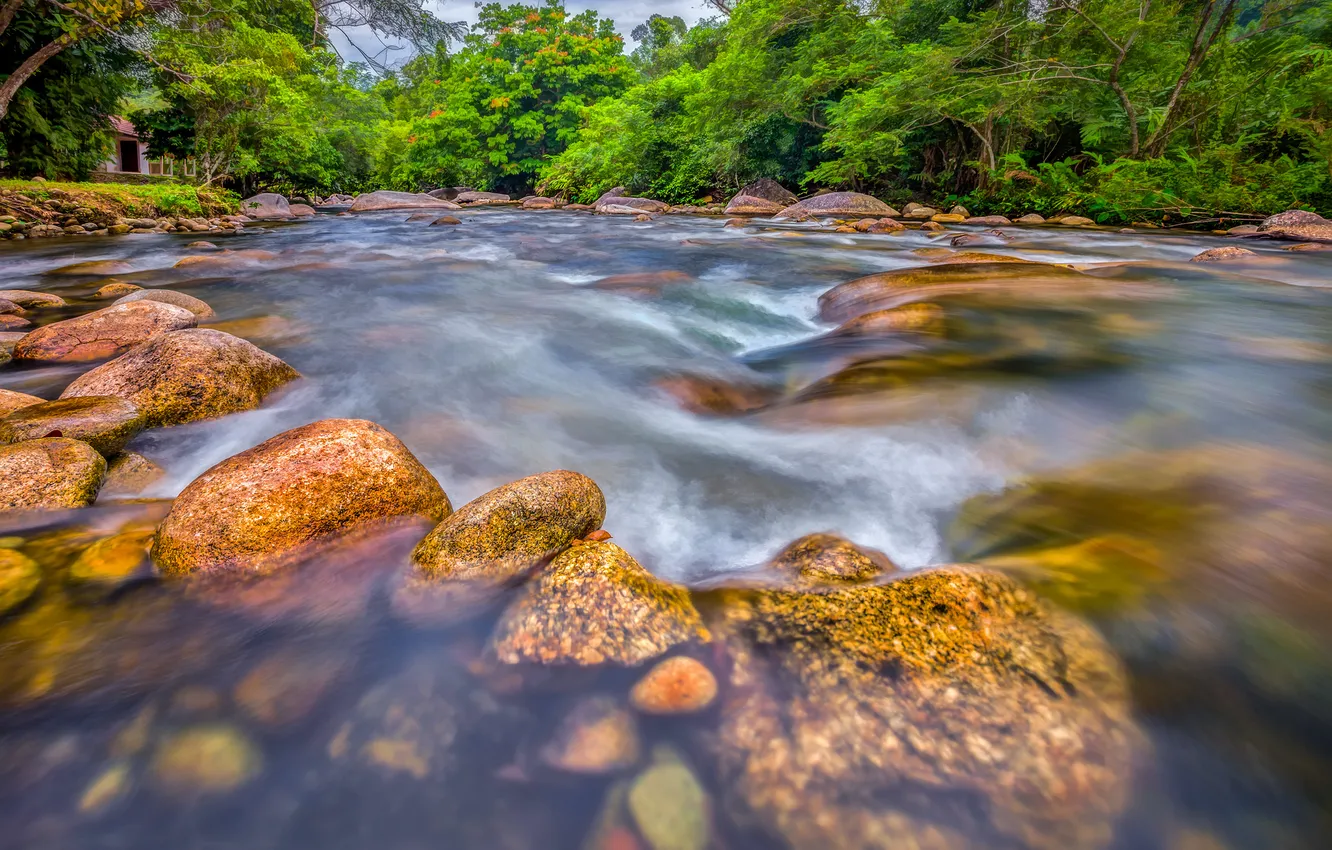 Photo wallpaper forest, trees, river, stones, stream