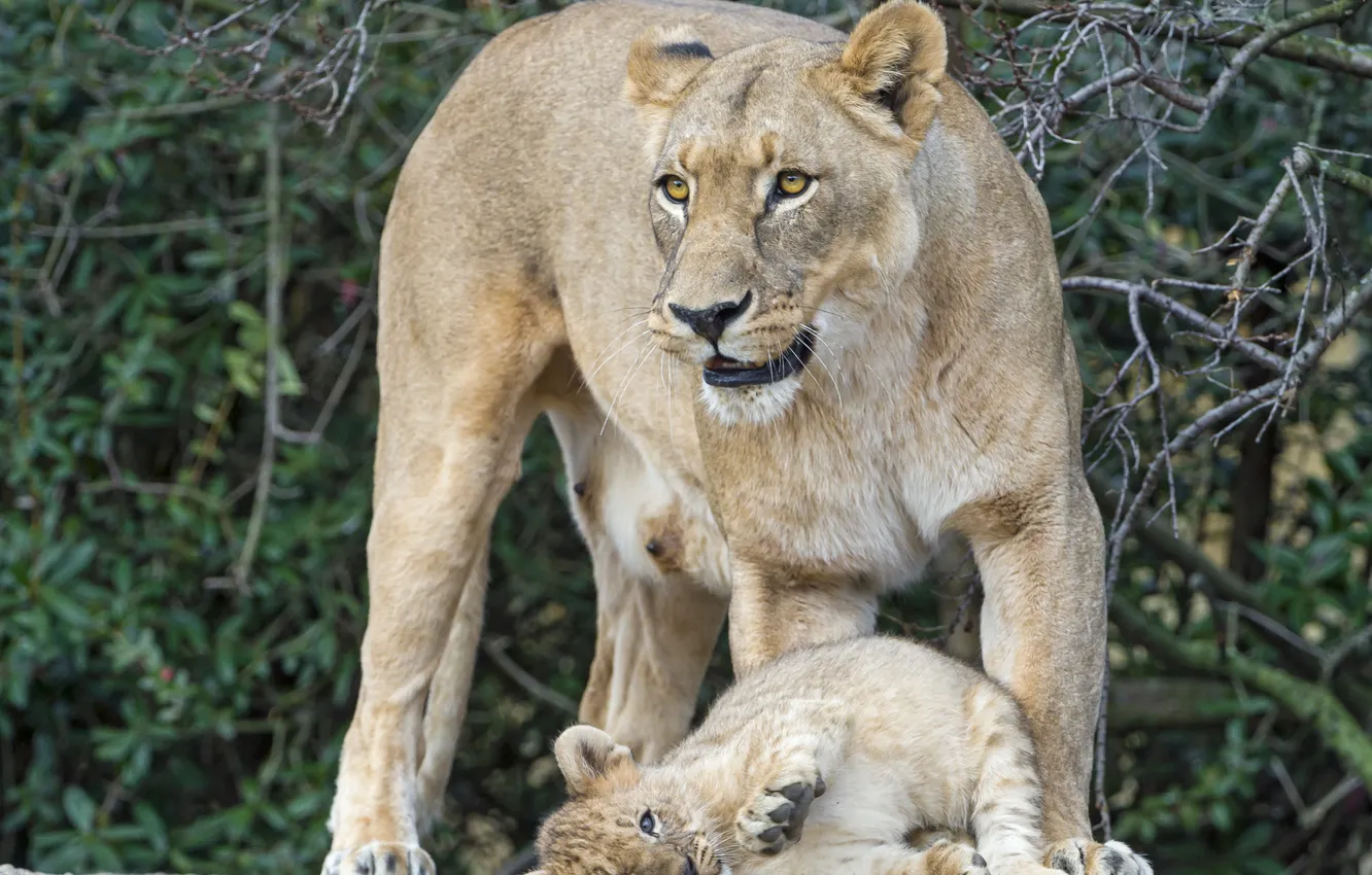 Photo wallpaper cats, cub, kitty, lions, lioness, lion, ©Tambako The Jaguar