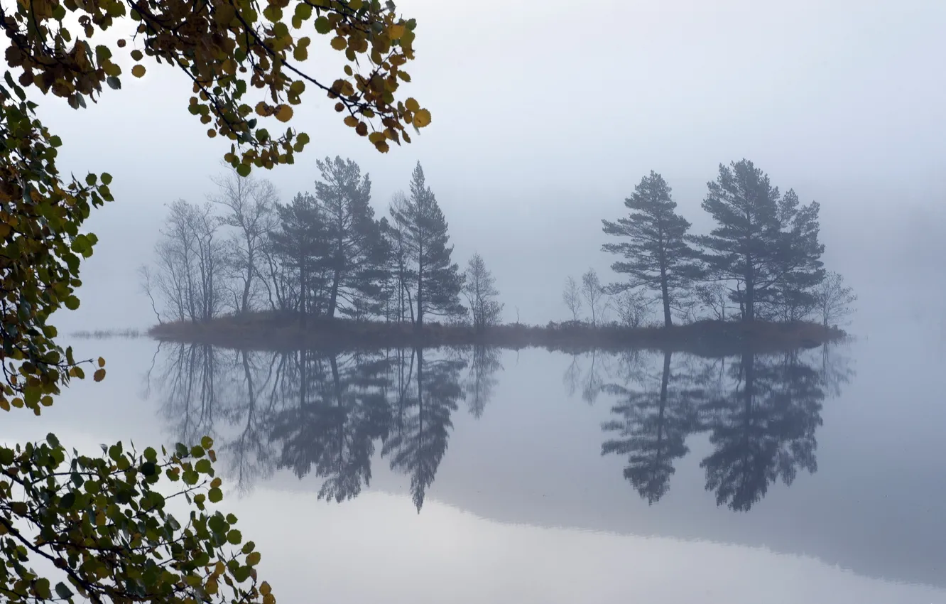 Photo wallpaper trees, landscape, fog, lake