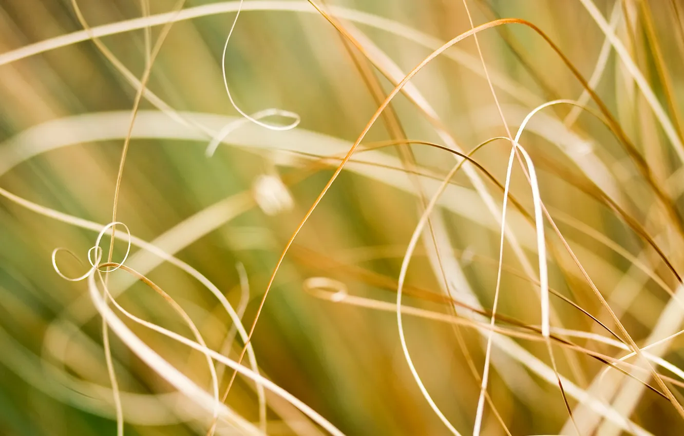 Photo wallpaper grass, nature, photo, Wallpaper, a blade of grass, macro photos, nature wallpapers
