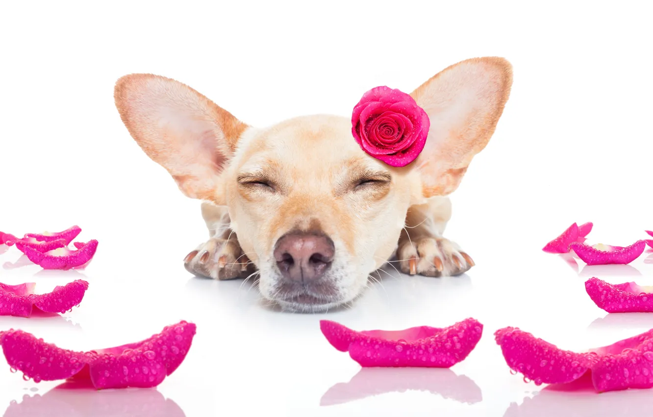 Photo wallpaper dog, love, rose, heart, dog, romantic, funny, cute