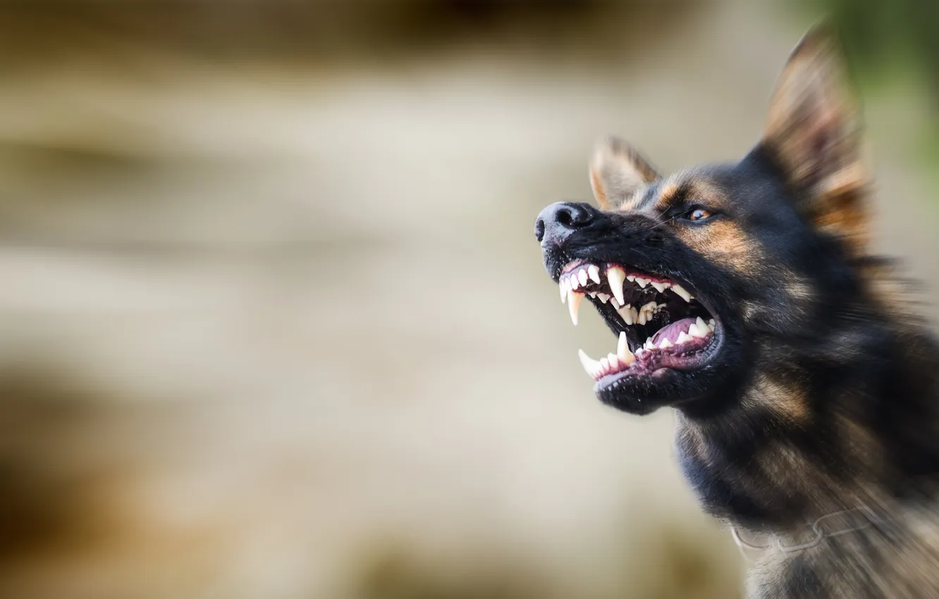 Photo wallpaper dog, evil, furious, catch, domestic, fierce, growling, enraged