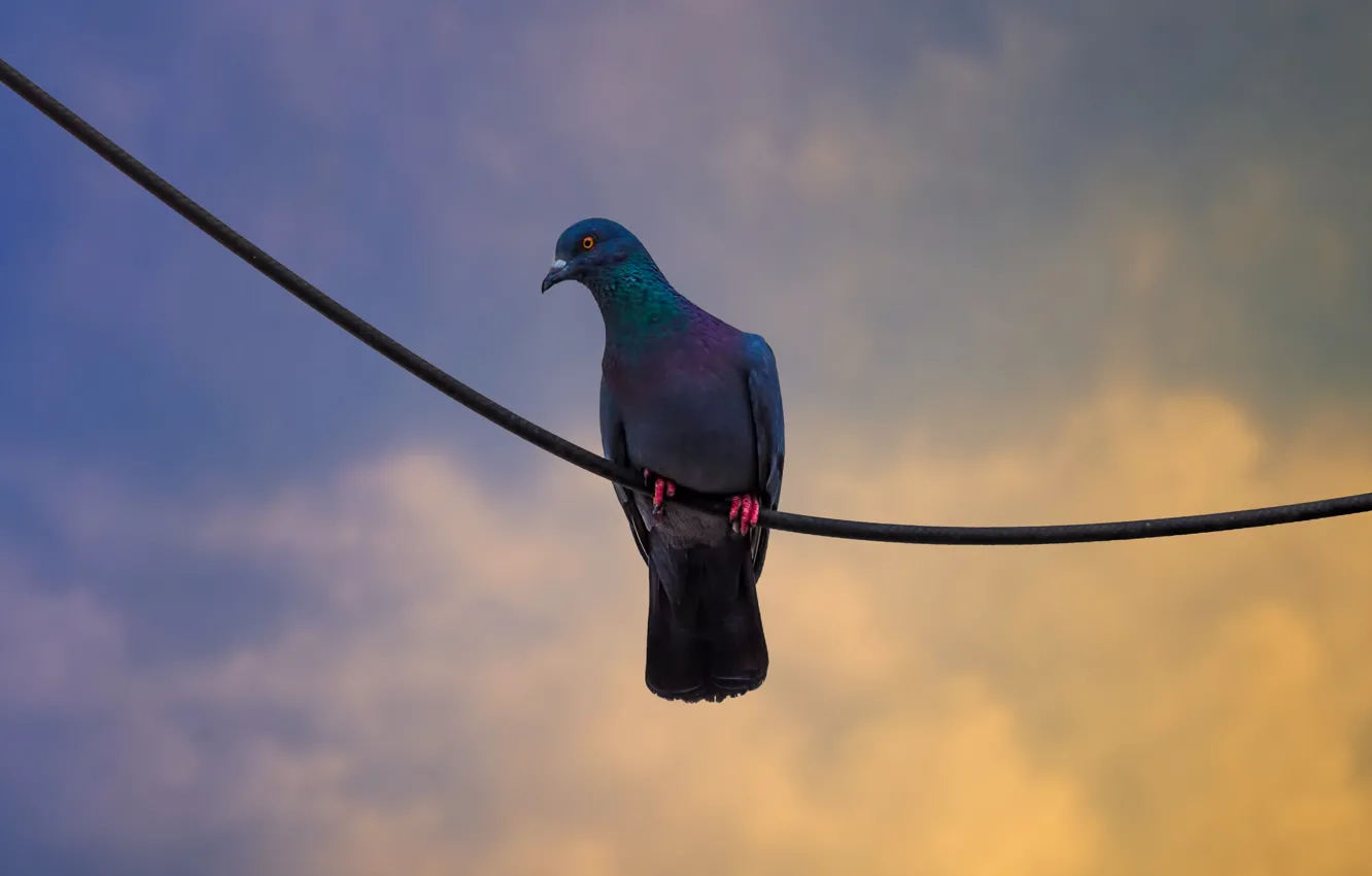 Photo wallpaper the sky, eyes, clouds, wire, pigeons, twilight