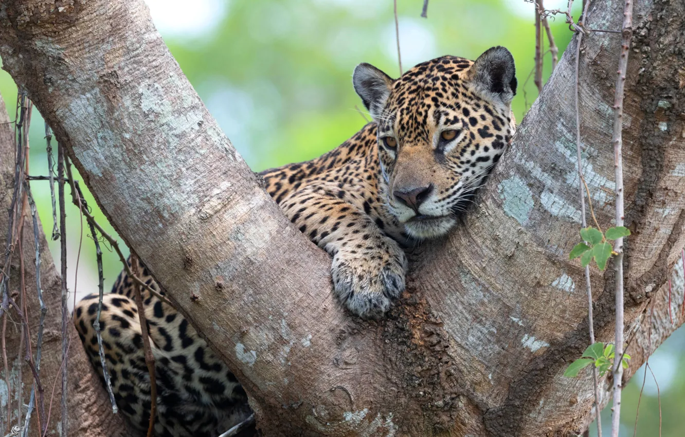 Photo wallpaper face, trees, branches, stay, lies, Jaguar