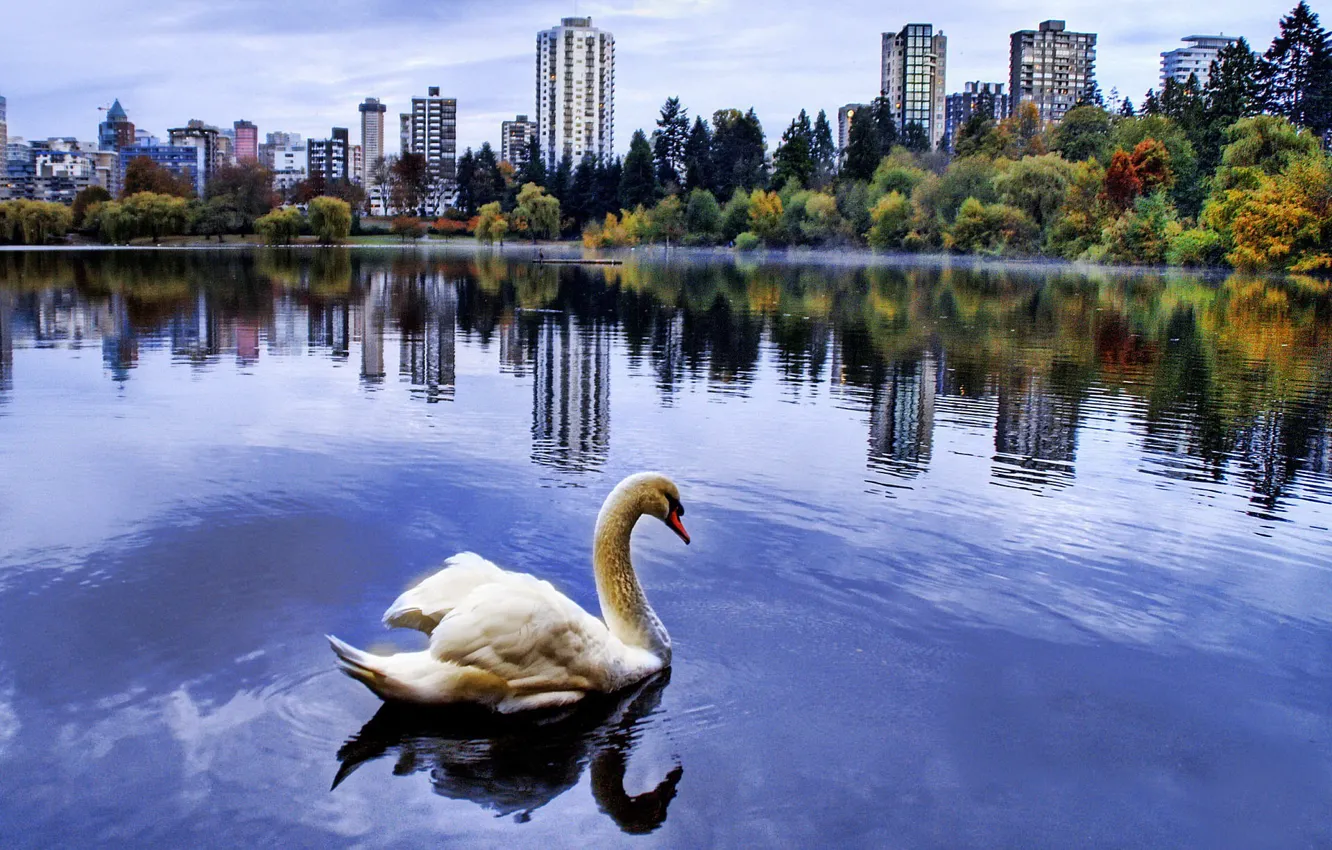 Photo wallpaper the city, pond, Swan