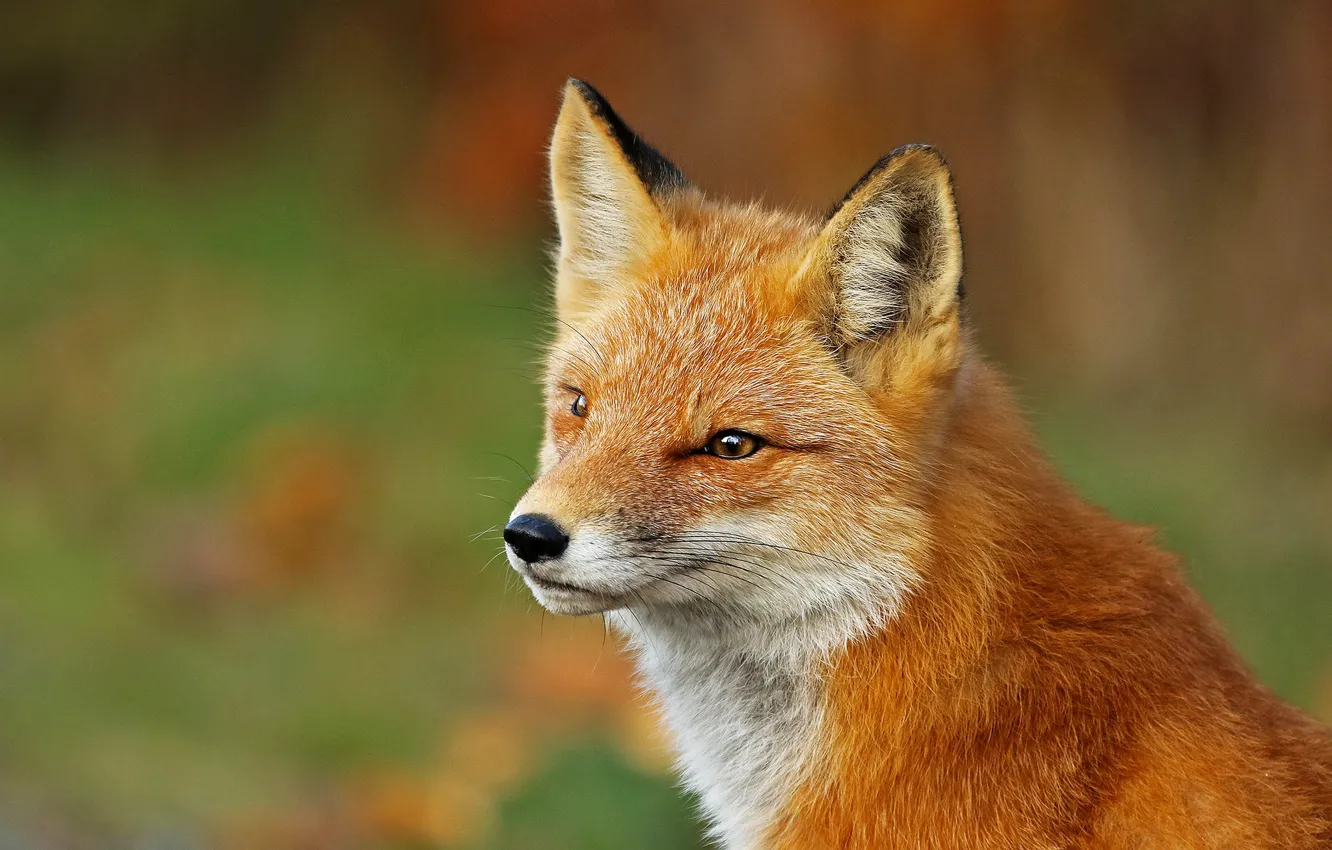 Photo wallpaper look, face, background, portrait, Fox, red, beauty, bokeh