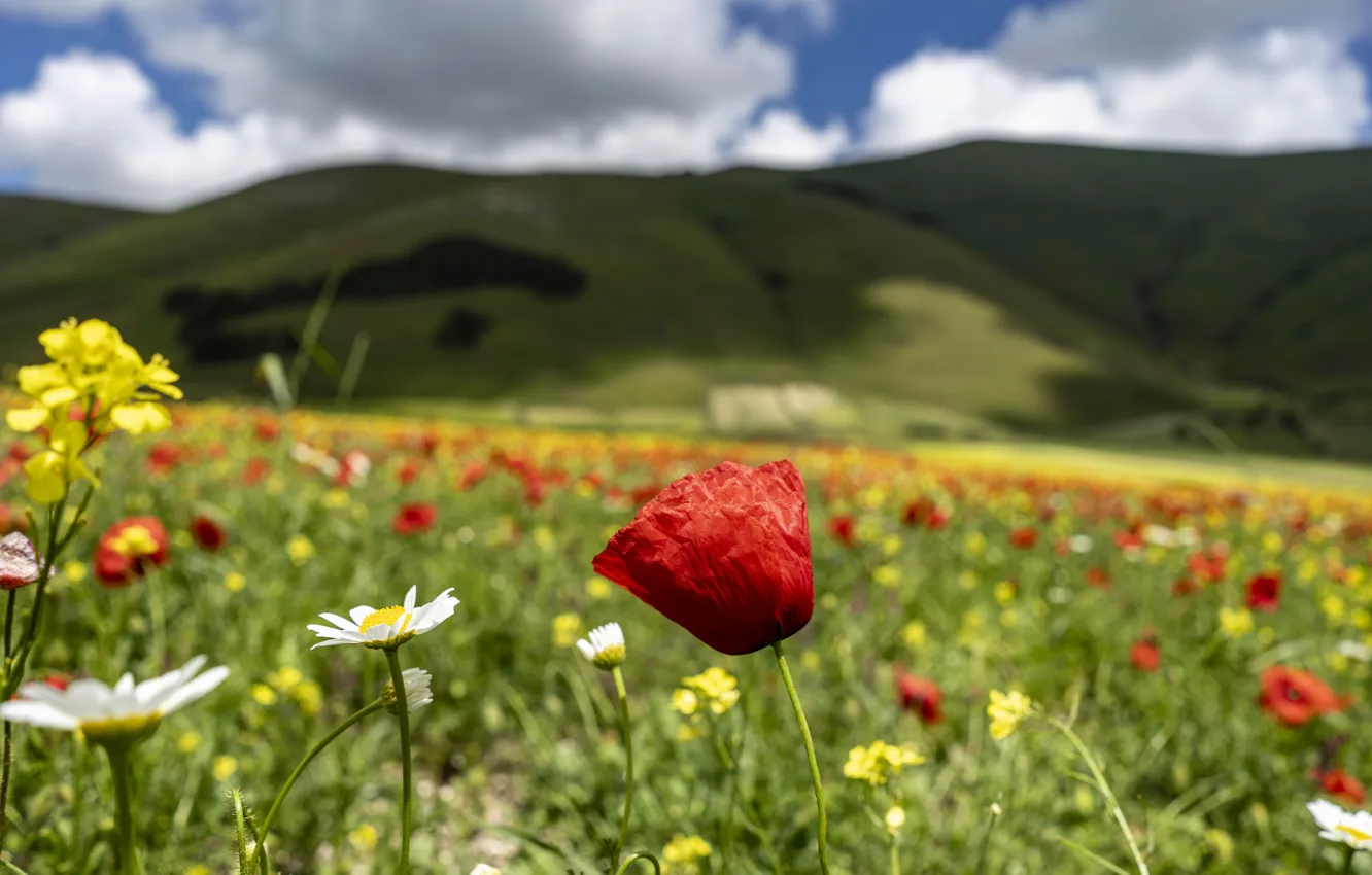 Photo wallpaper flowers, hills, mountains, field, Mac, Maki