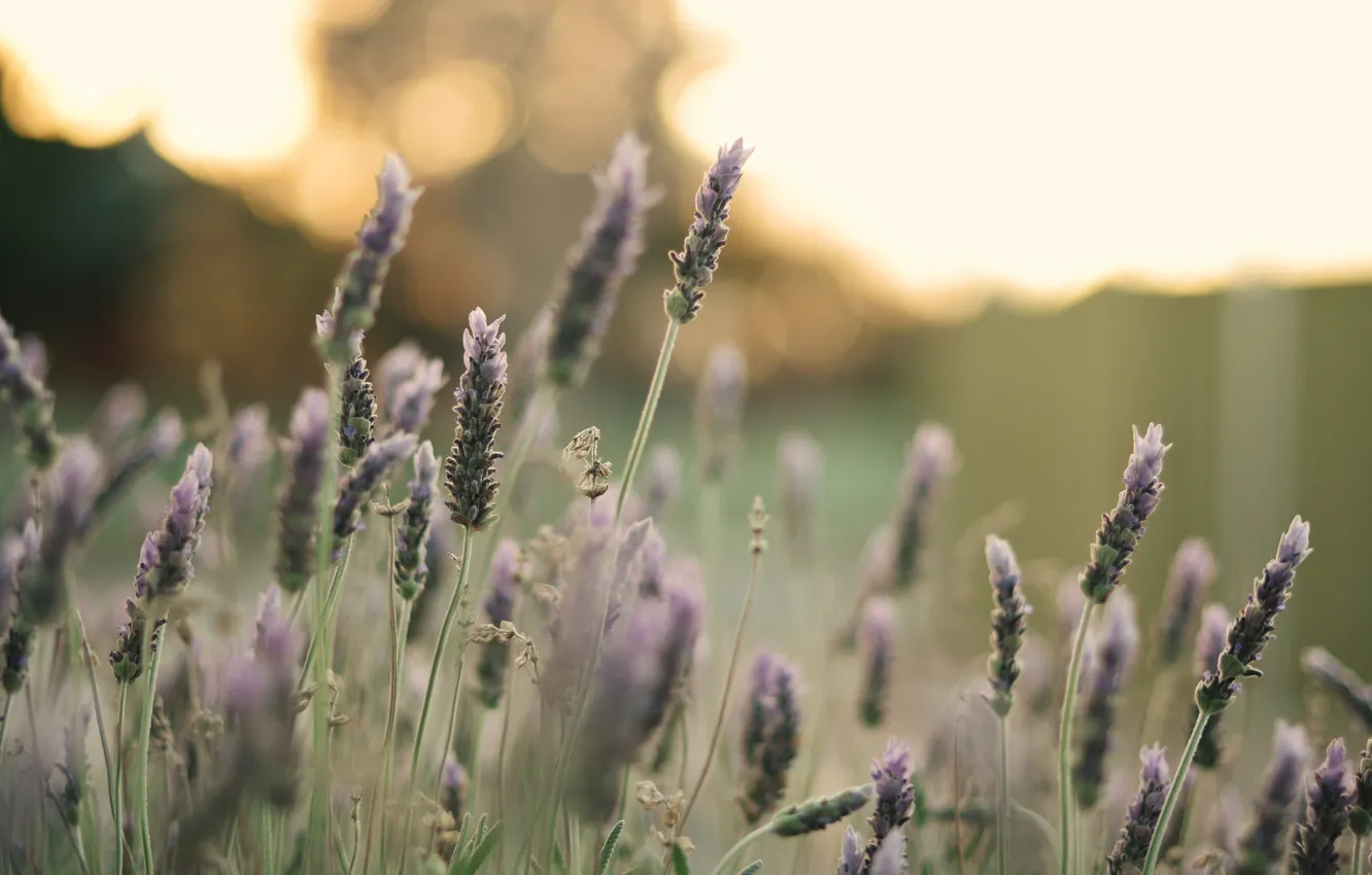 Photo wallpaper field, macro, flowers, background, widescreen, Wallpaper, plant, petals