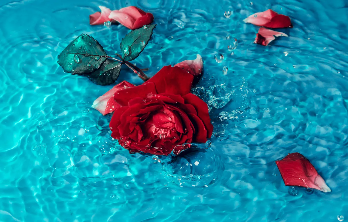 Photo wallpaper water, flowers, beauty, petals, flower, water, petals, scarlet rose