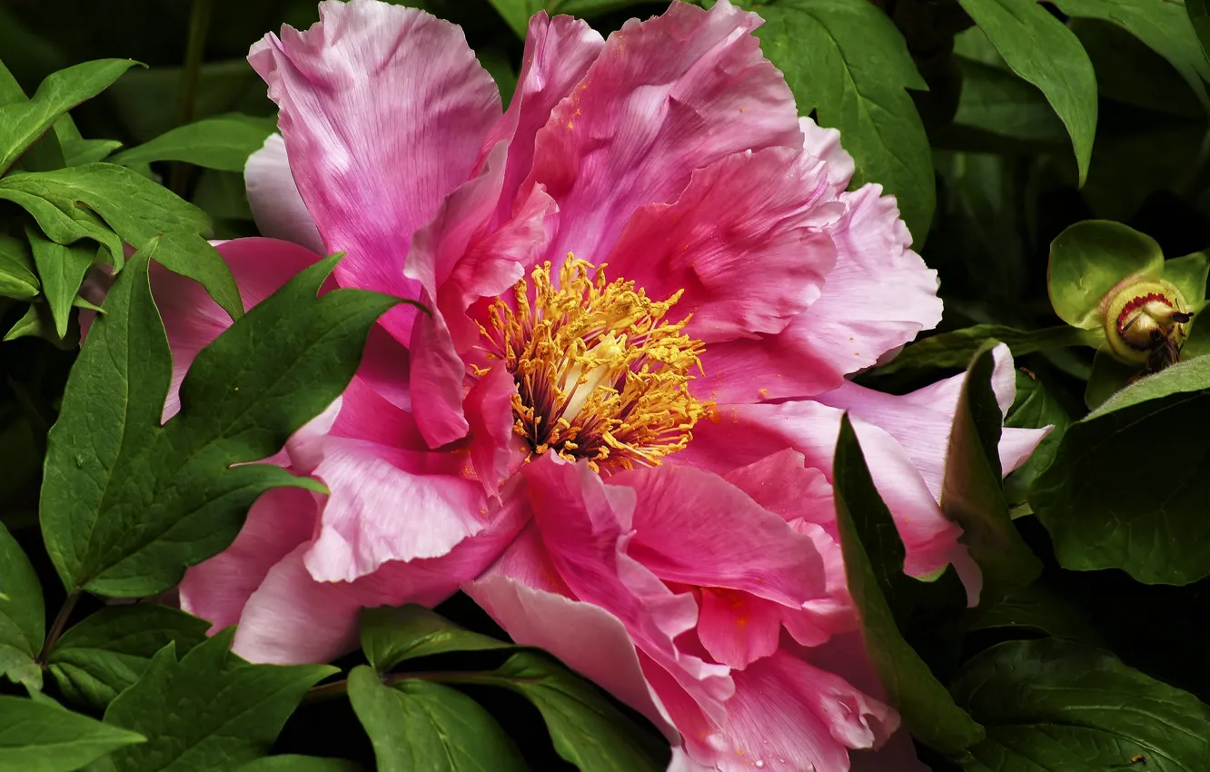 Photo wallpaper macro, pink, peonies