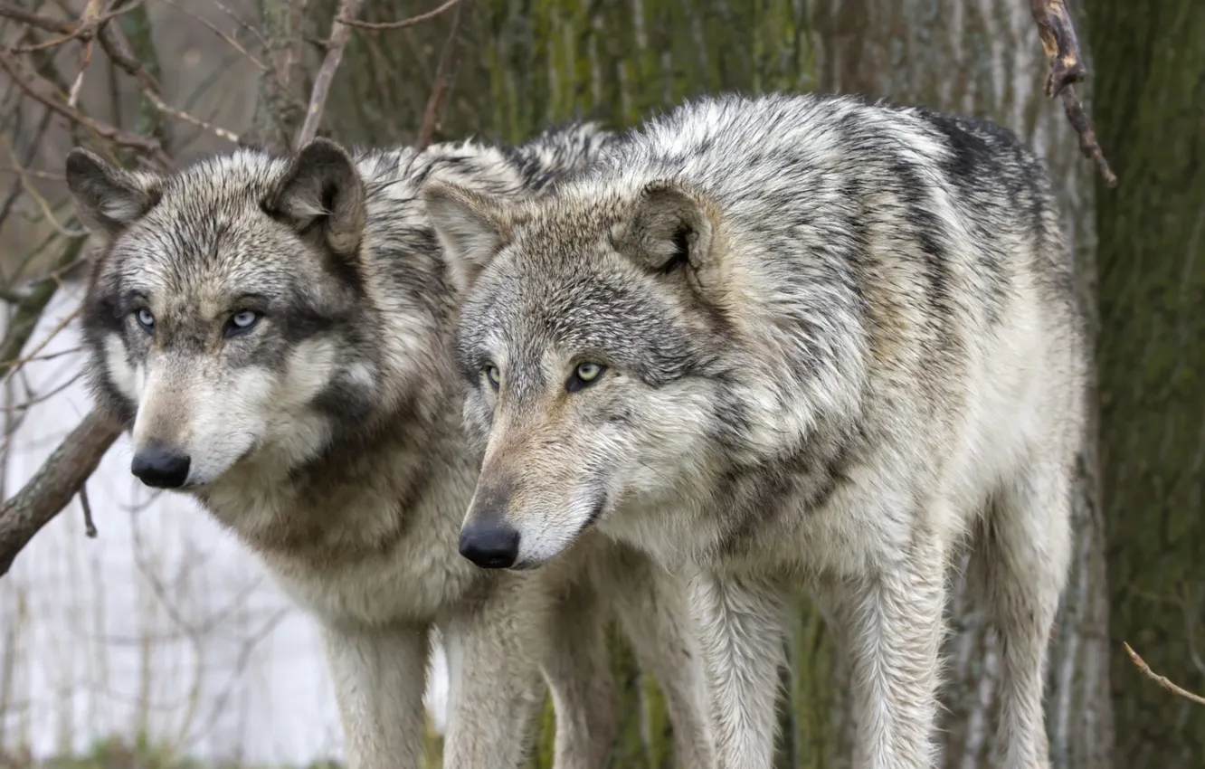 Photo wallpaper Predator, wolf, portrait, portrait., Canis lupus. face