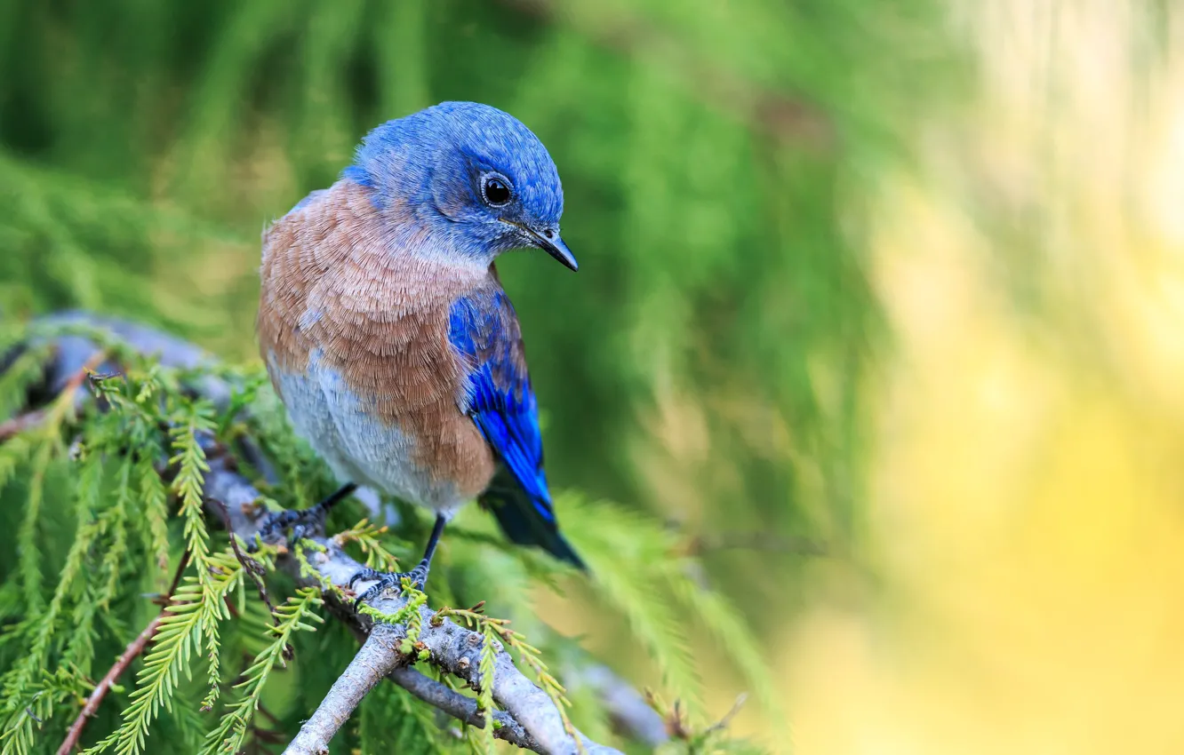 Photo wallpaper branches, background, bird, needles, Western sialia