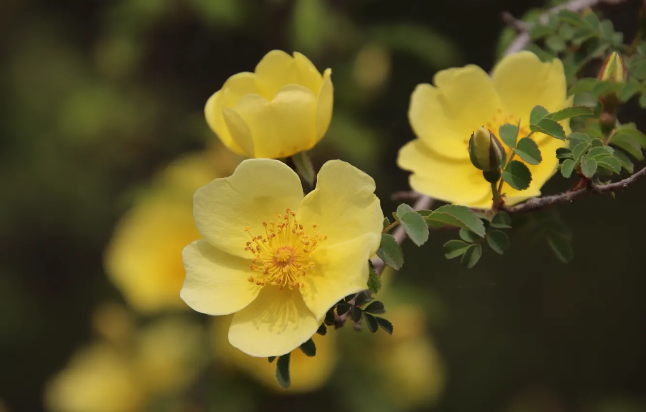Photo wallpaper flowers, yellow, roses, briar