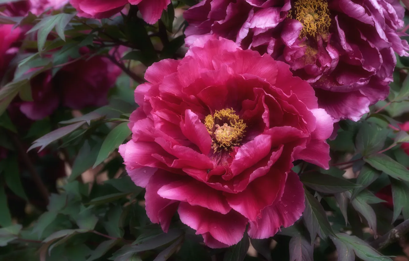 Photo wallpaper leaves, macro, flowers, bright, pink, peonies