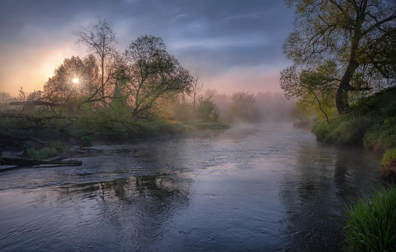 Photo wallpaper trees, fog, river, dawn
