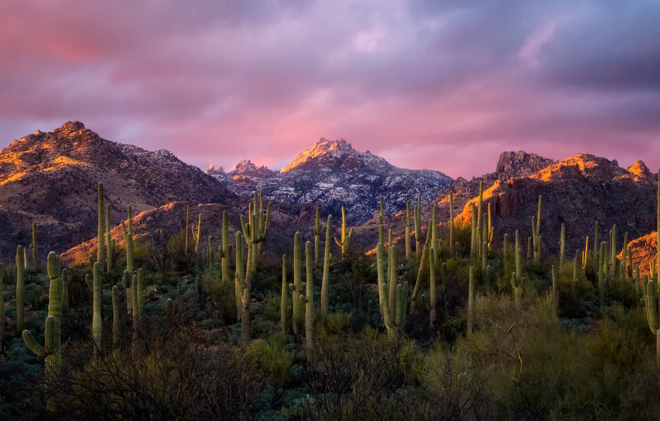 Photo wallpaper mountains, morning, cactus