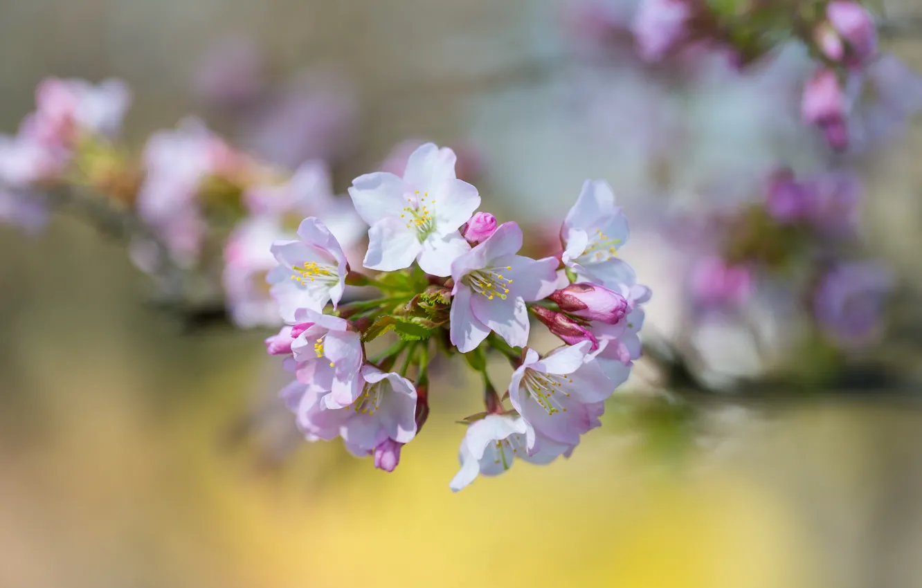 Photo wallpaper flowers, branches, cherry, spring