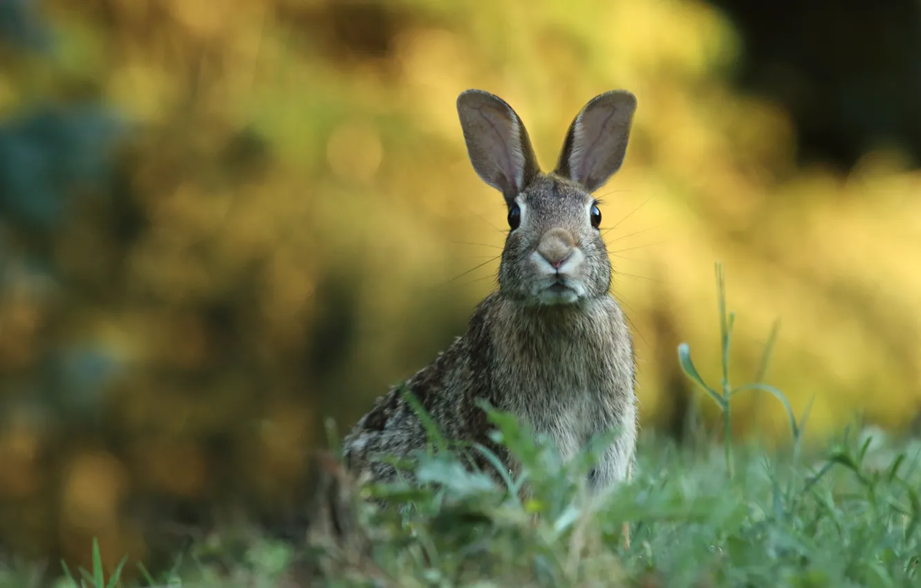 Photo wallpaper Grass, Look, Animals, Hare, Animals, Ears, Toledo Botanical Garden, Toledo Botanical Garden