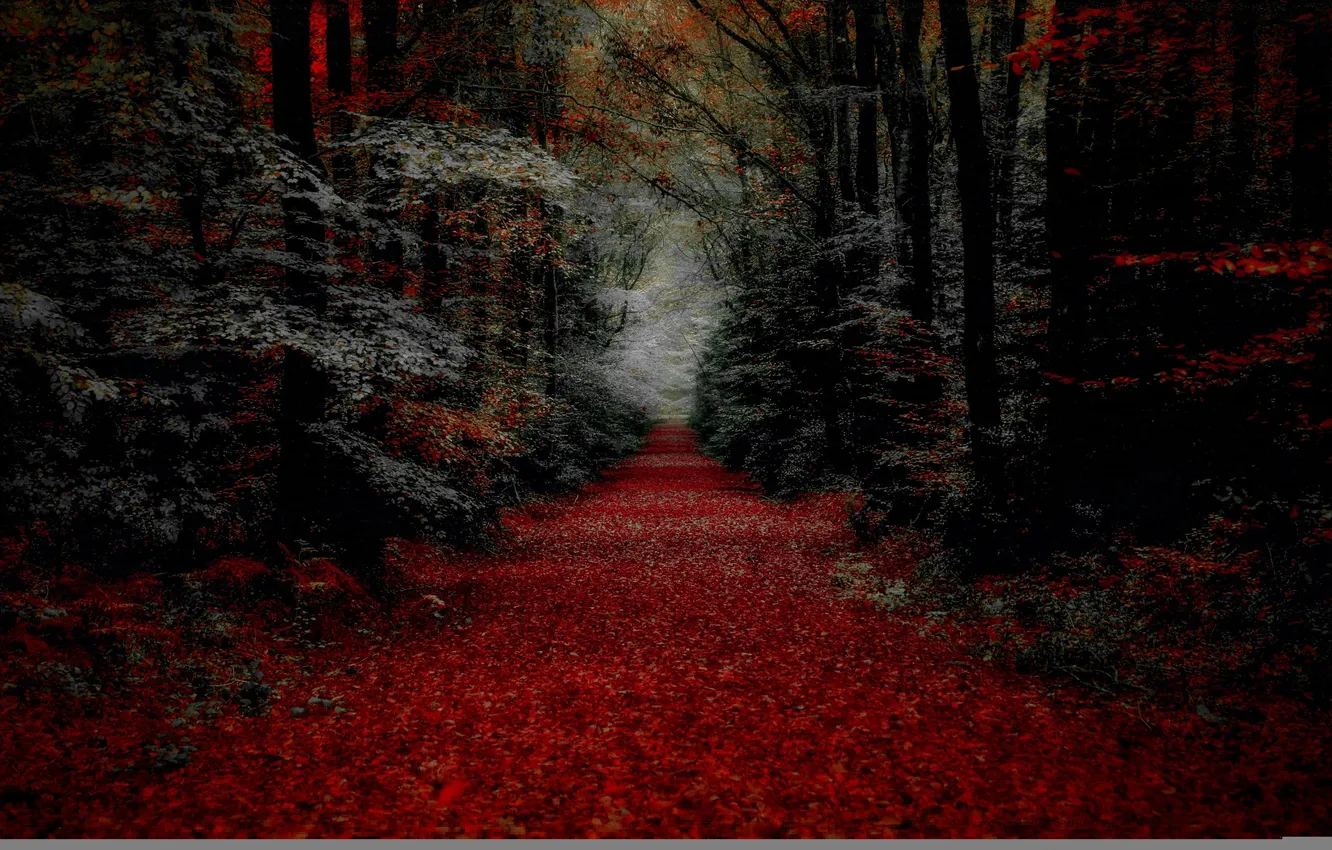 Photo wallpaper autumn, forest, leaves, trees, track