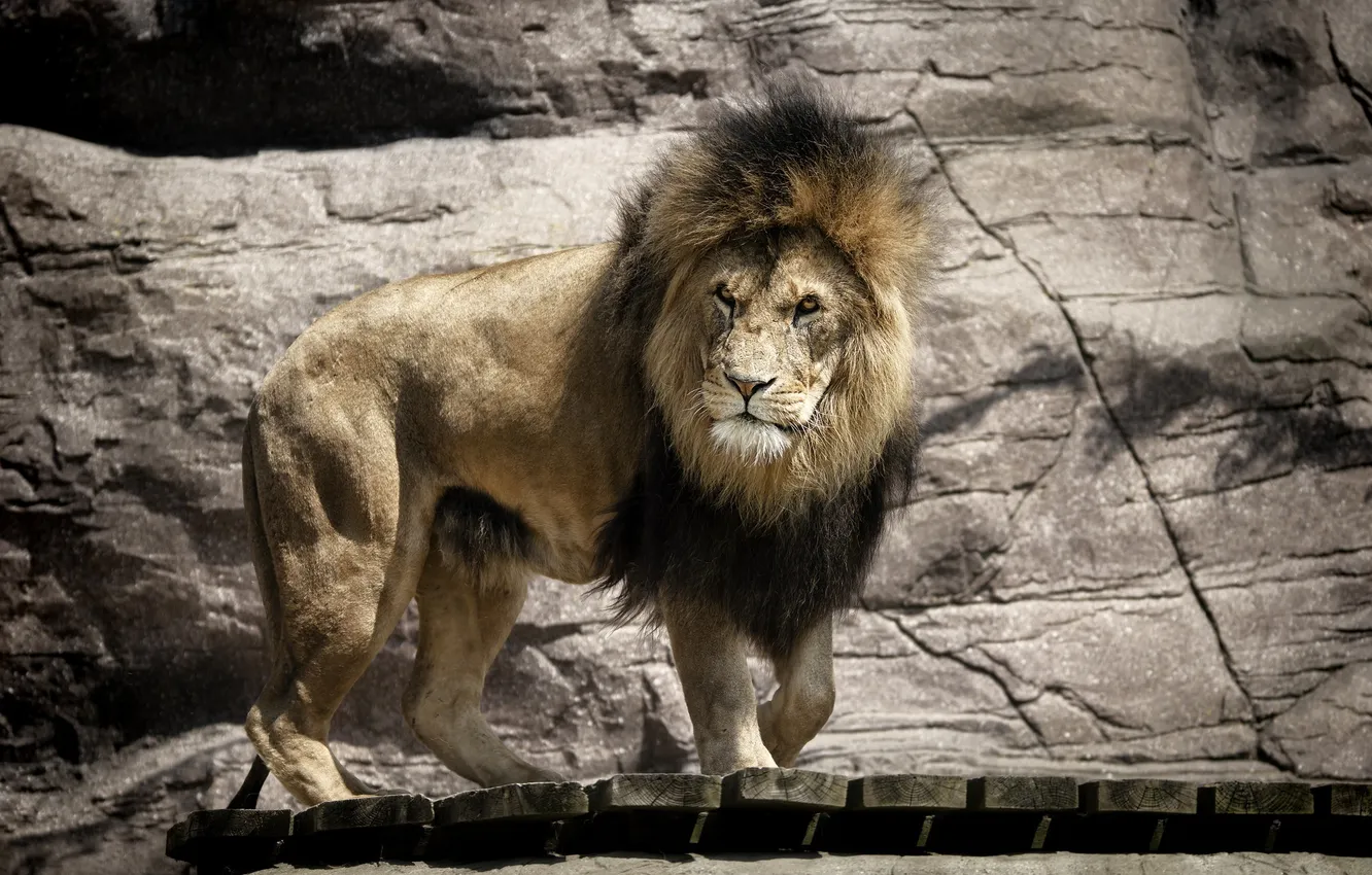 Photo wallpaper predator, Leo, mane, wild cat, zoo