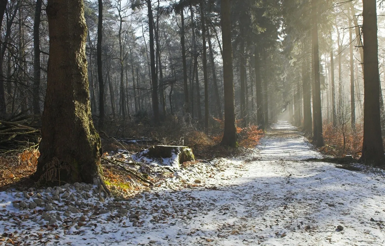 Photo wallpaper forest, Park, photo, trail, alley, the first snow