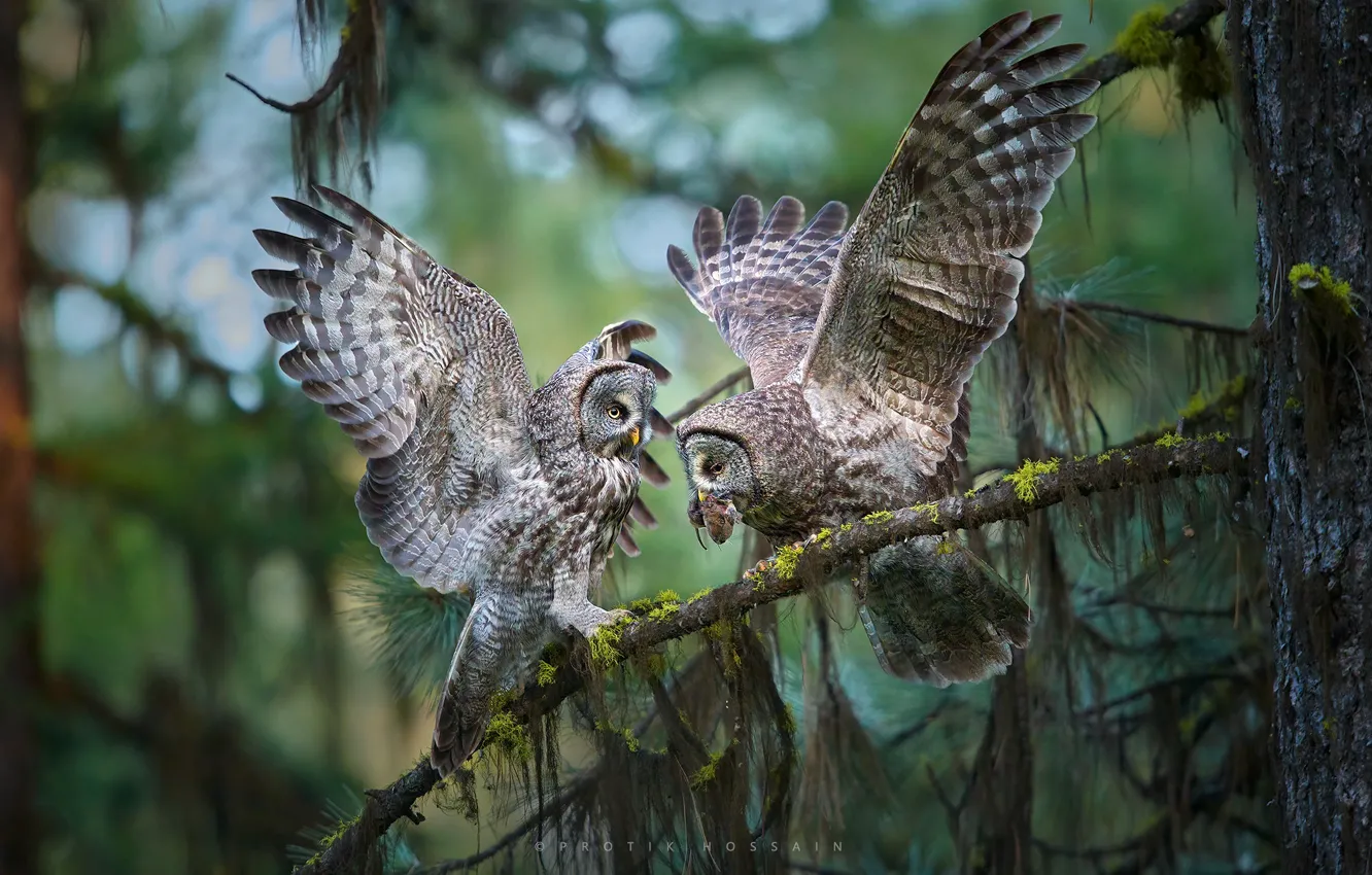 Photo wallpaper trees, branches, owl, bird, wings, Great grey owl