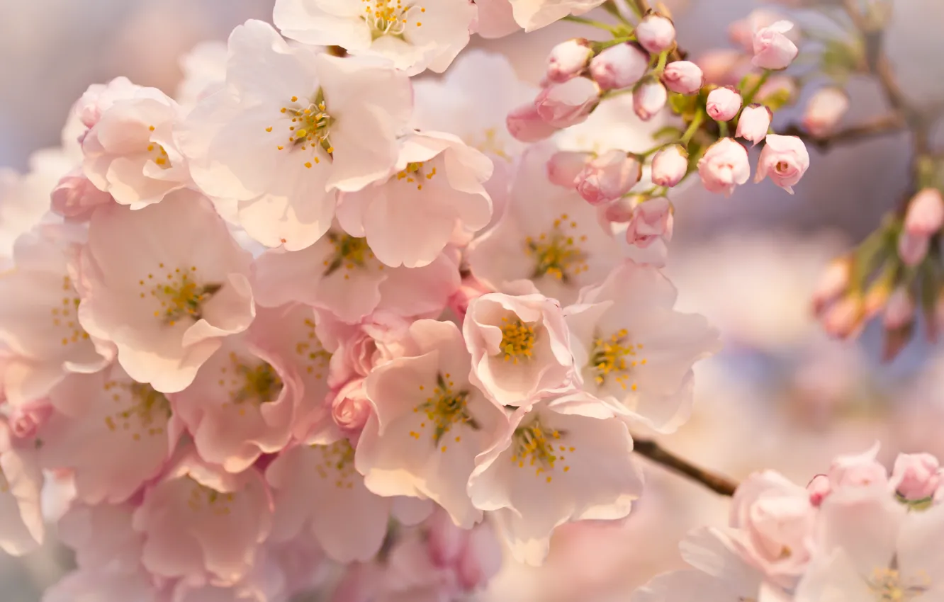 Photo wallpaper macro, trees, flowers, sprig, pink, buds, flowering
