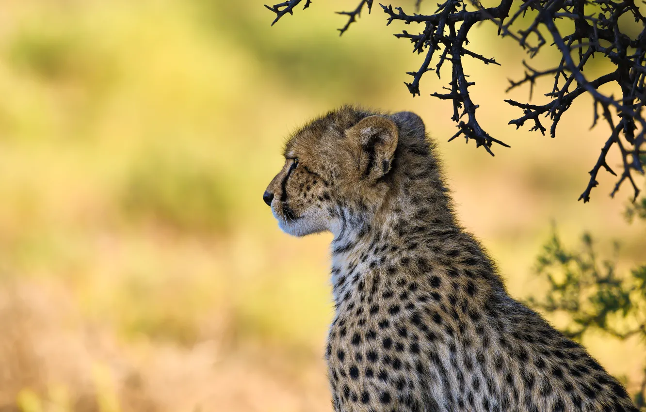 Photo wallpaper branches, background, Cheetah, profile, wild cat