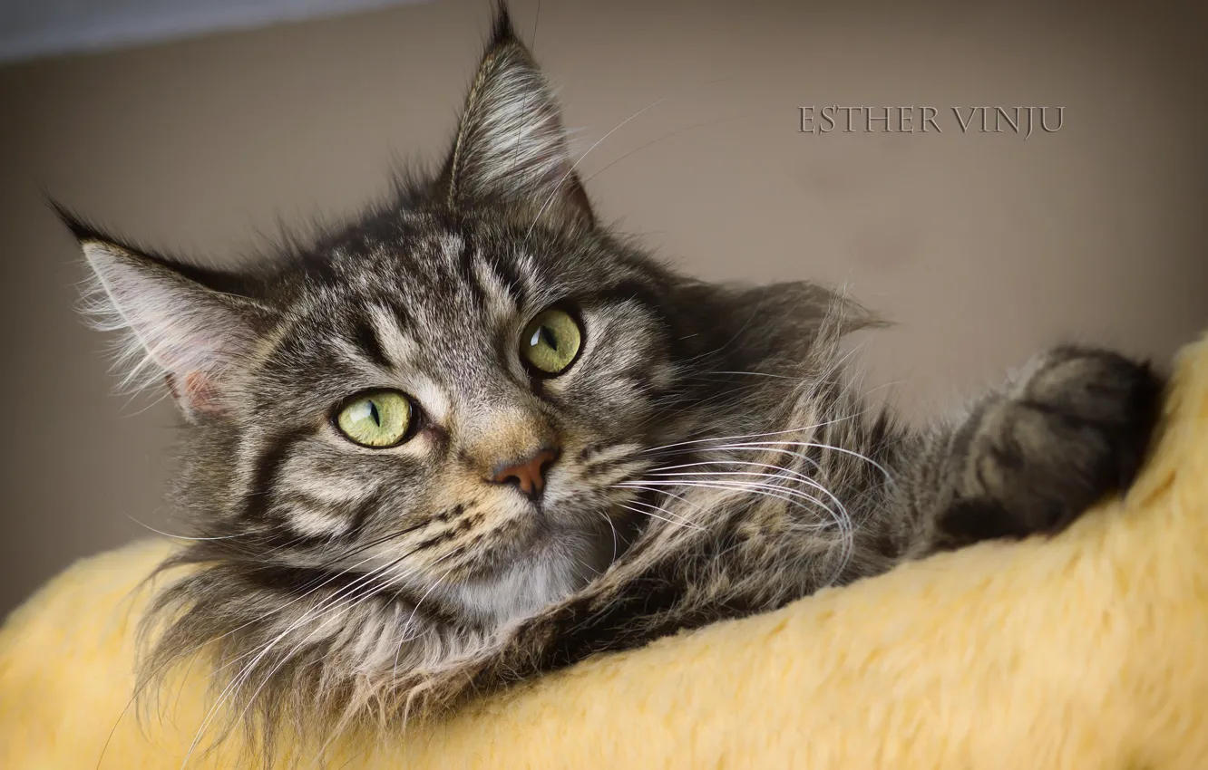 Photo wallpaper cat, cat, kitty, Kote