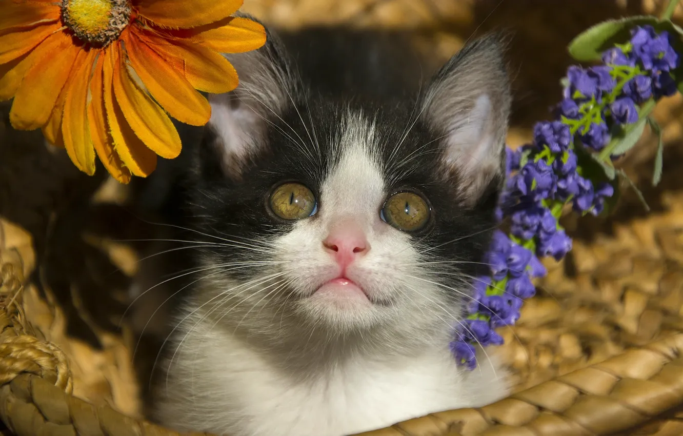 Photo wallpaper look, flowers, basket, baby, kitty, face