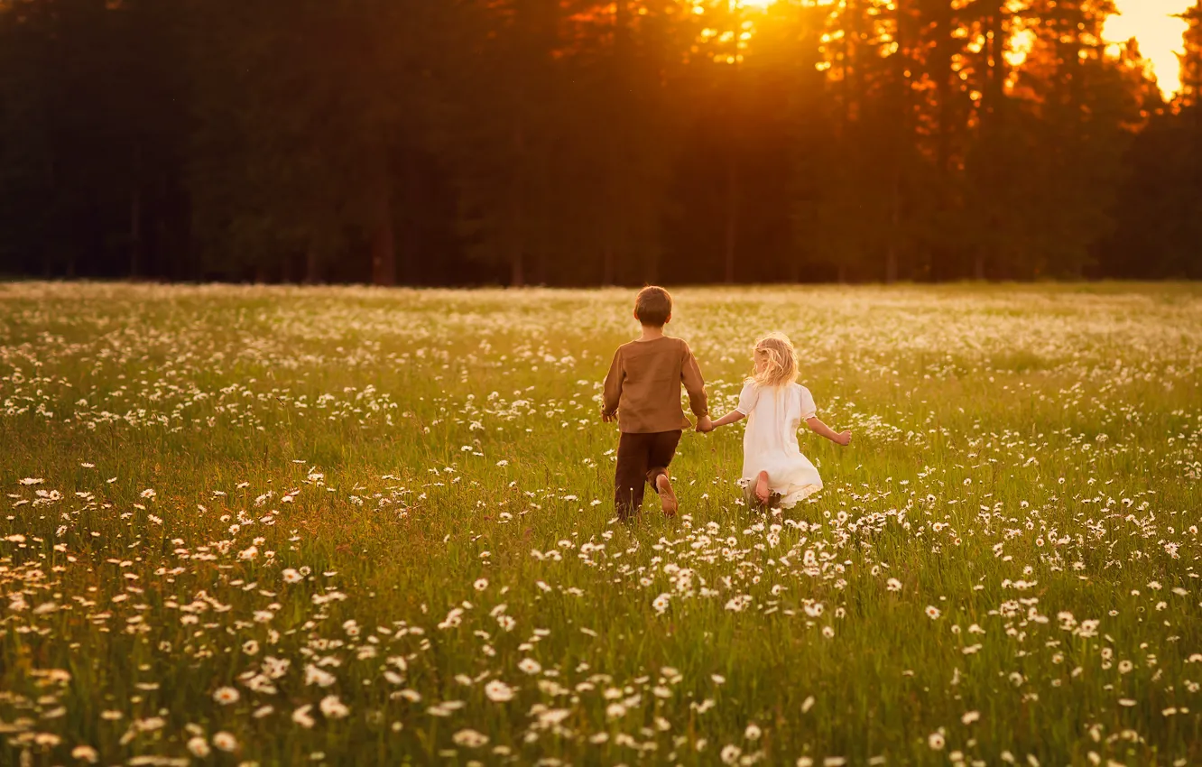 Photo wallpaper field, forest, summer, the sun, rays, light, sunset, flowers