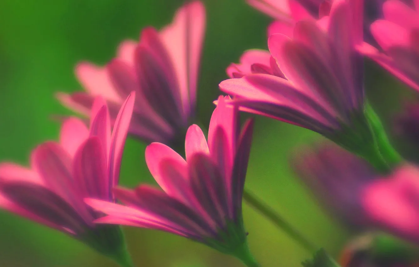 Photo wallpaper field, nature, treatment, petals, stem, meadow, haze