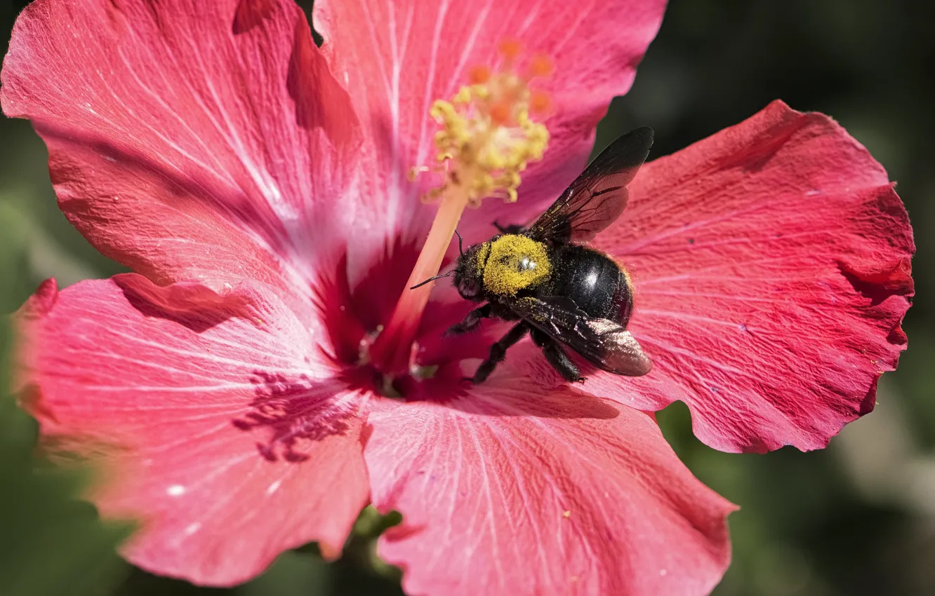 Photo wallpaper flower, macro, red, bee, pollen, bumblebee, hibiscus