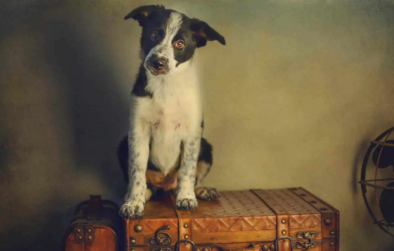 Photo wallpaper style, retro, dog, treatment, fan, puppy, suitcase, Wallpaper from lolita777