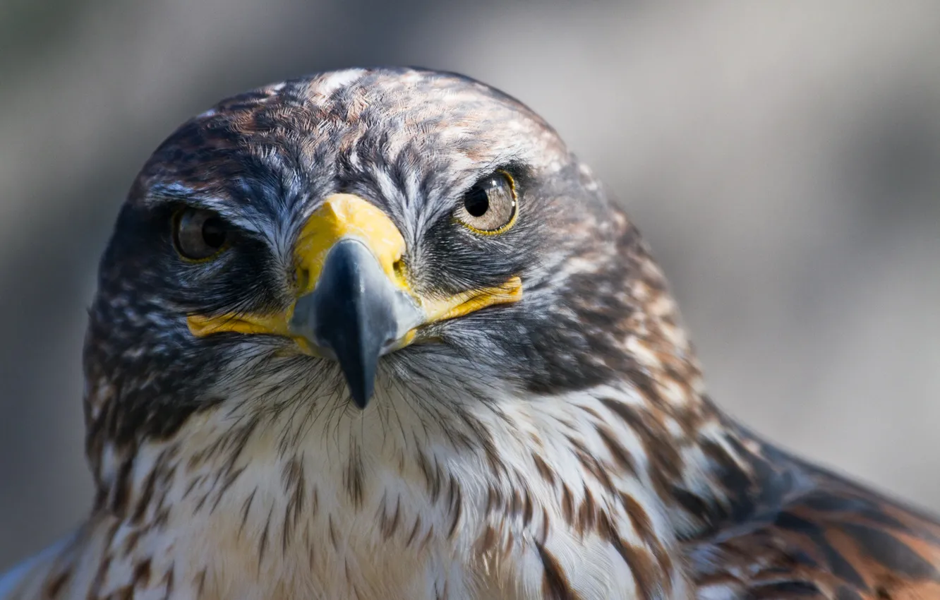 Photo wallpaper bird, predator, beak, Falcon, looks