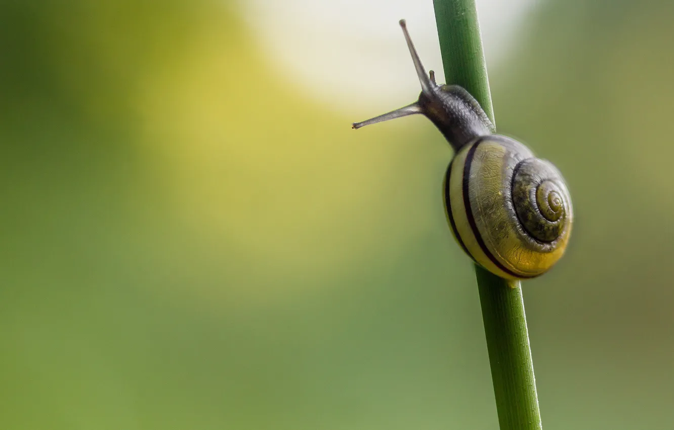Photo wallpaper background, snail, grass