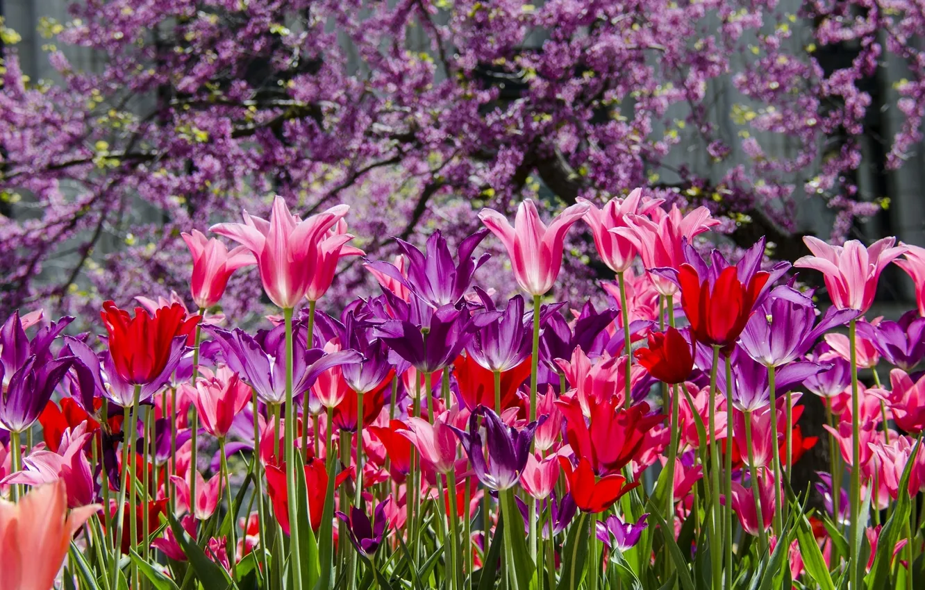 Photo wallpaper tulips, buds, flowerbed