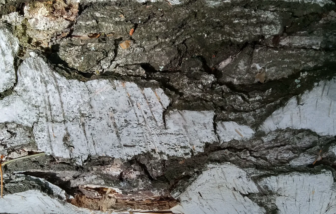 Photo wallpaper trees, bark, birch, wood texture