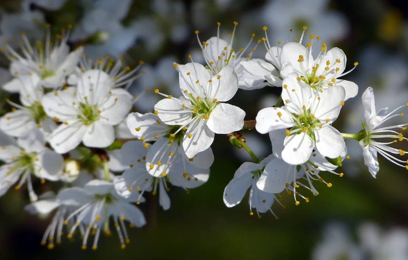 Photo wallpaper flowers, branches, white