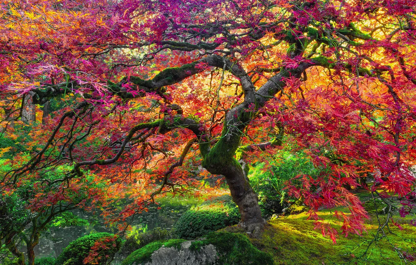 Photo wallpaper autumn, tree, giant, maple