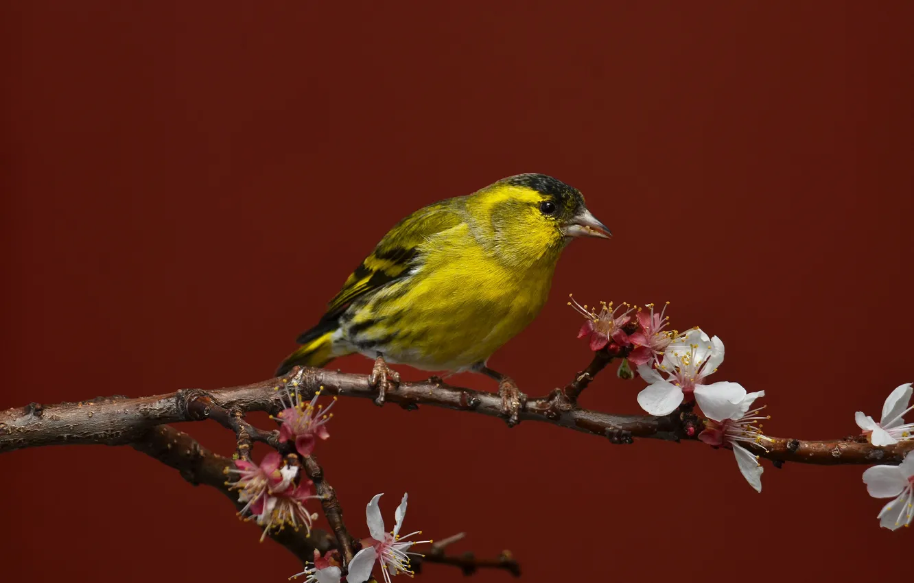 Photo wallpaper flowers, background, bird, branch
