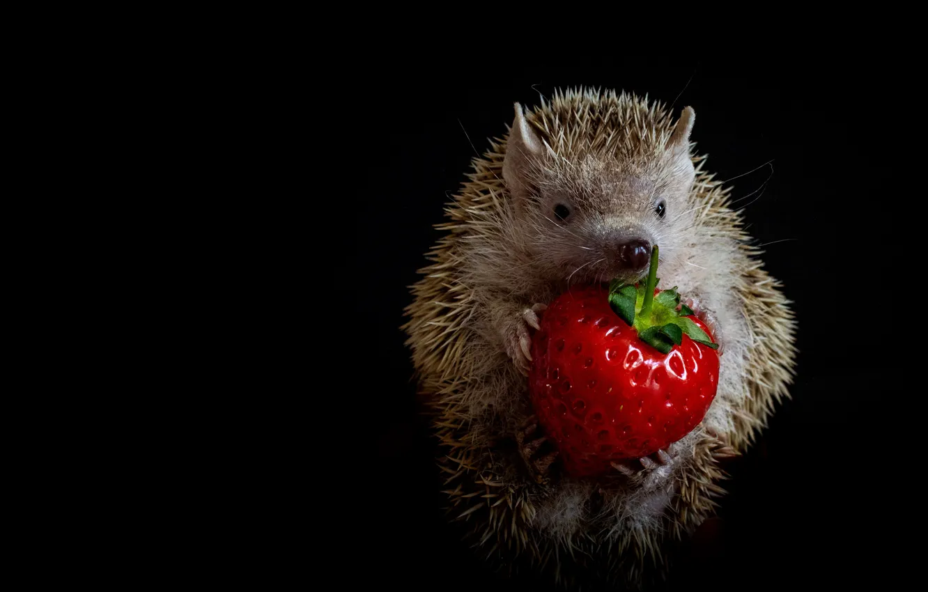 Photo wallpaper look, pose, berries, strawberry, muzzle, black background, hedgehog