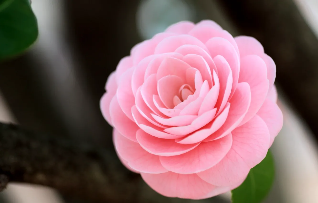Photo wallpaper flower, macro, pink, Camellia