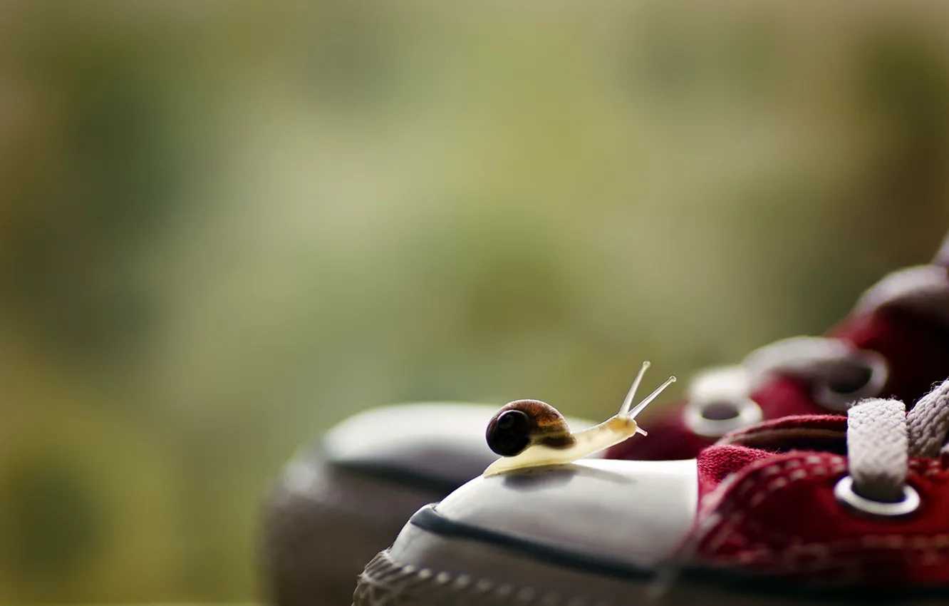 Photo wallpaper macro, background, sneakers, snail