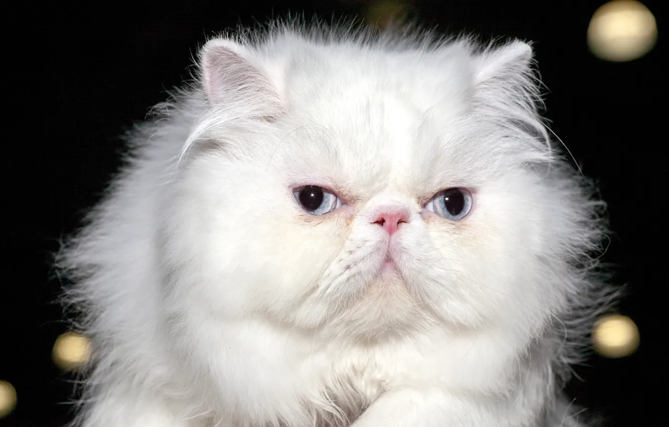 Photo wallpaper cat, eyes, look, background, blur, white, fluffy, Persian