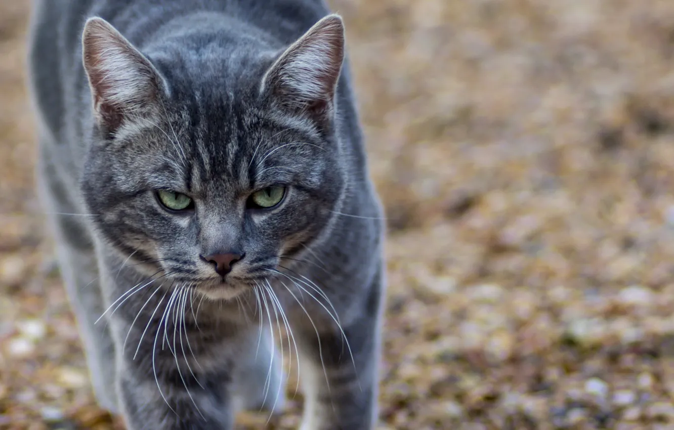 Photo wallpaper cat, look, grey, harsh, mater