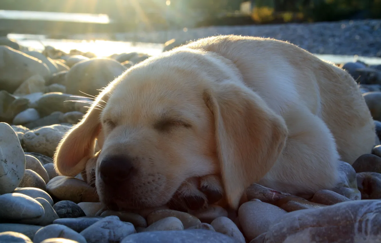 Photo wallpaper light, stones, sweetheart, sleeping, puppy, Labrador
