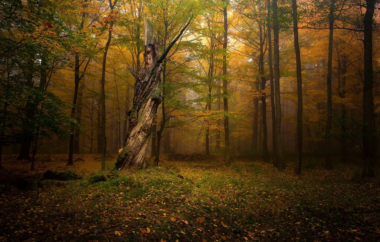 Photo wallpaper forest, trees, nature