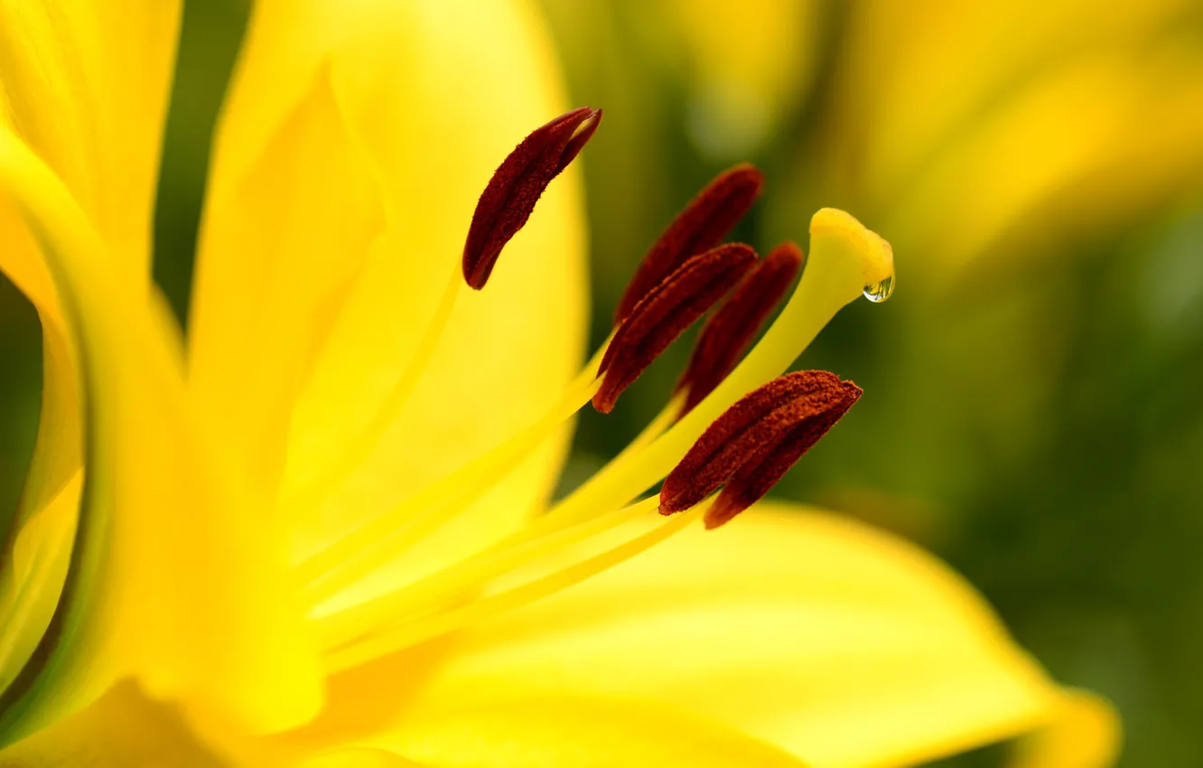 Photo wallpaper macro, yellow, Lily