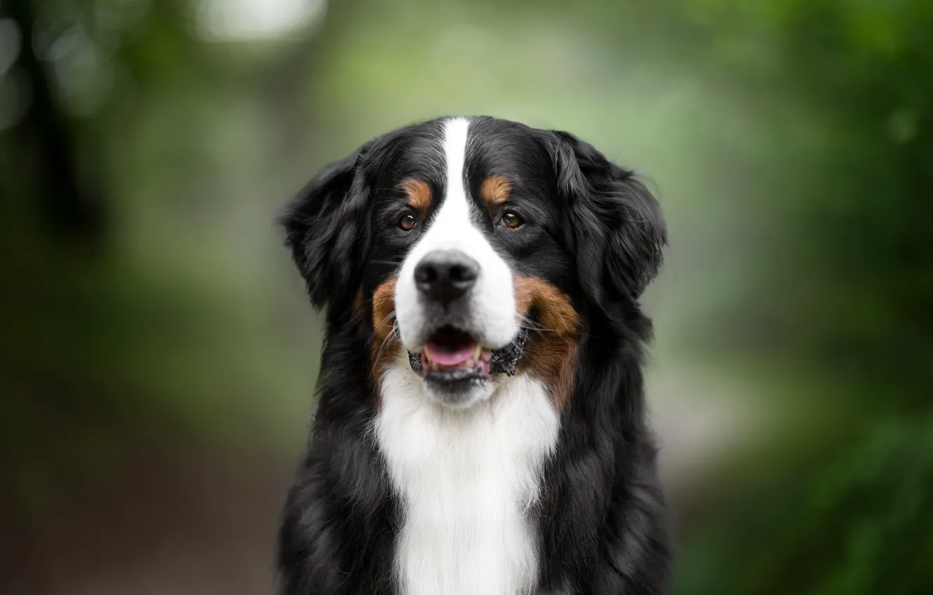 Photo wallpaper smile, breed, handsome, dog